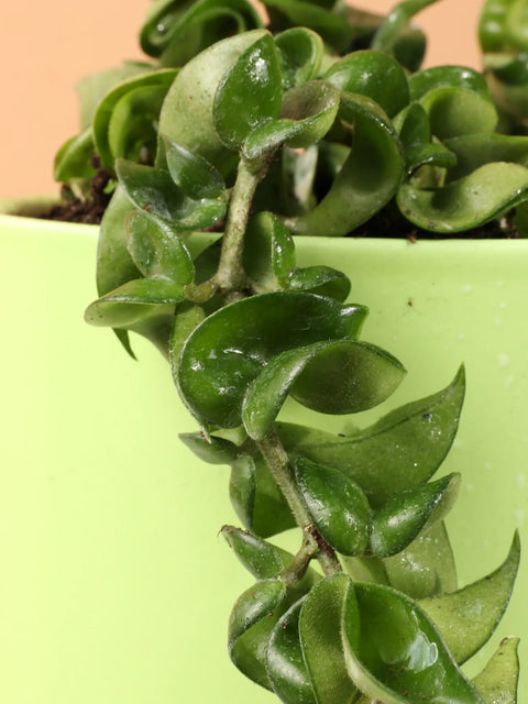 Hoya Carnosa Compacta - Hindu Rope