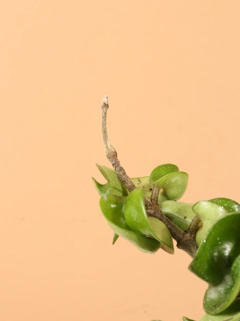 Hoya Carnosa Compacta - Hindu Rope