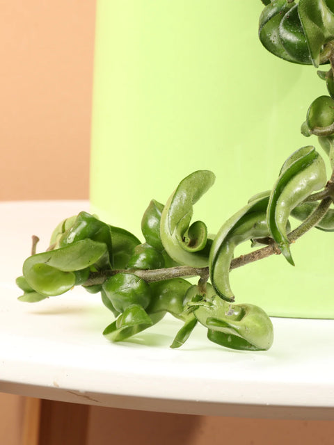 Hoya Carnosa Compacta - Hindu Rope