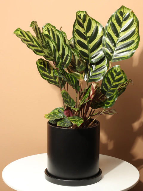 Calathea Makoyana