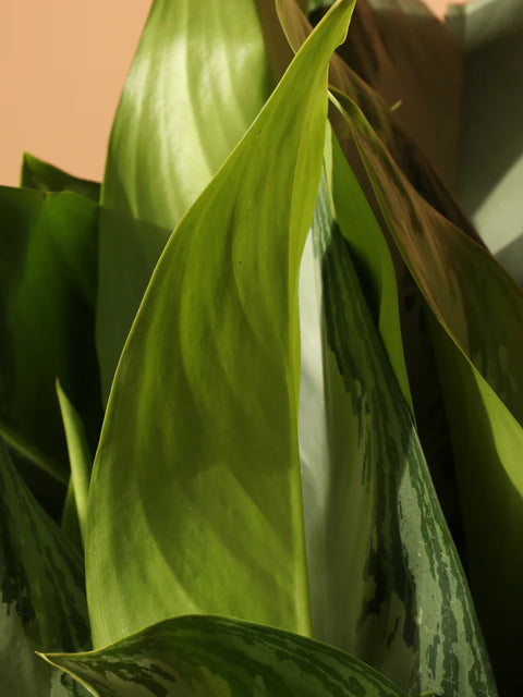 Aglaonema Commutatum - Silver Bay