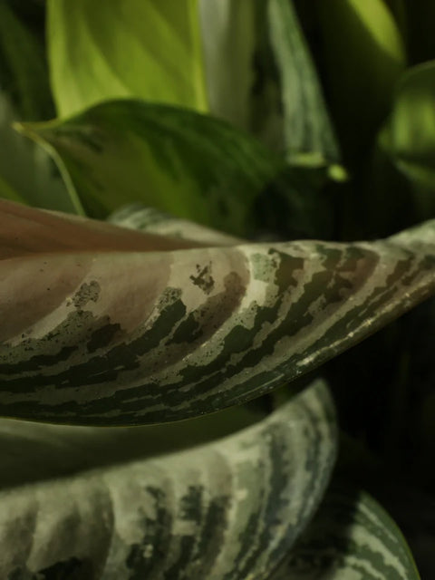 Aglaonema Commutatum - Silver Bay