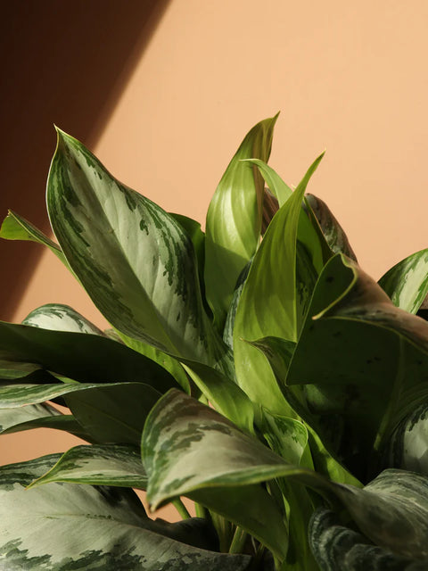 Aglaonema Commutatum - Silver Bay