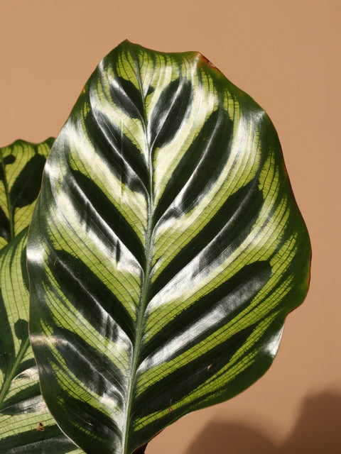 Calathea Makoyana