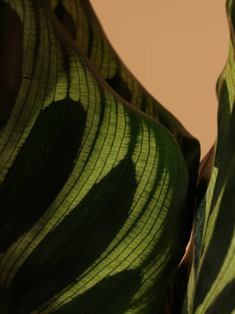Calathea Makoyana