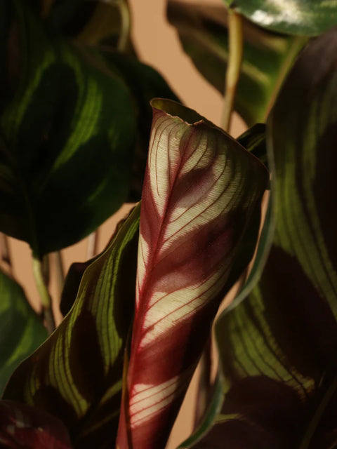 Calathea Makoyana