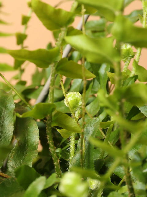 Boston Fern