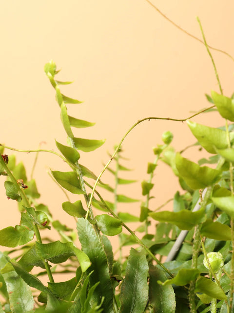 Boston Fern