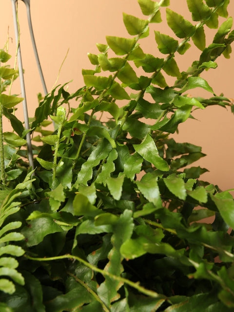 Boston Fern