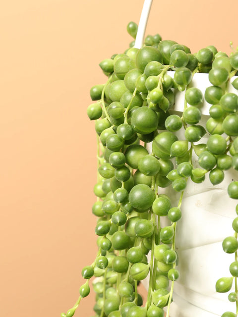 String of Pearls XL