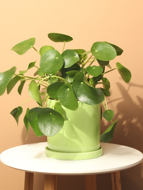 Pilea Peperomioides
