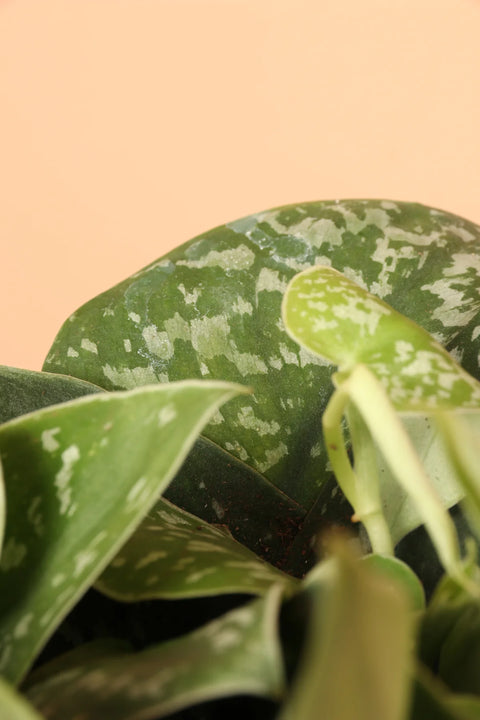 Money Plant Satin - Scindapsus Pictus Argyraeus