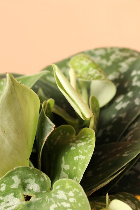 Money Plant Satin - Scindapsus Pictus Argyraeus