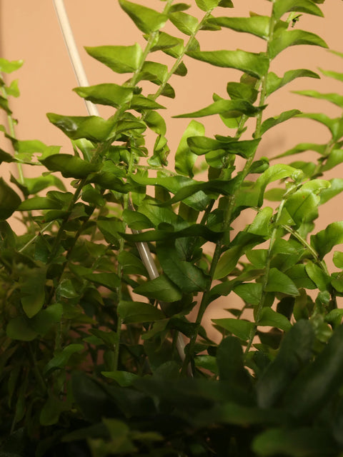 Boston Fern