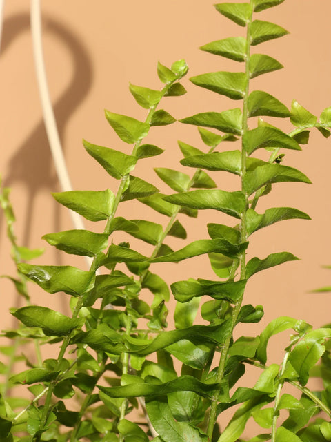 Boston Fern