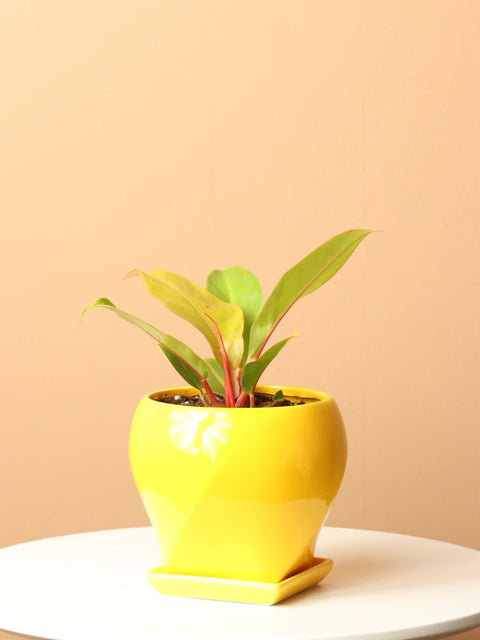 Philodendron Prince of Orange