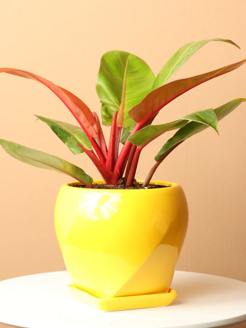 Philodendron Prince of Orange