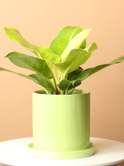 Philodendron Lemon Lime (Upright)