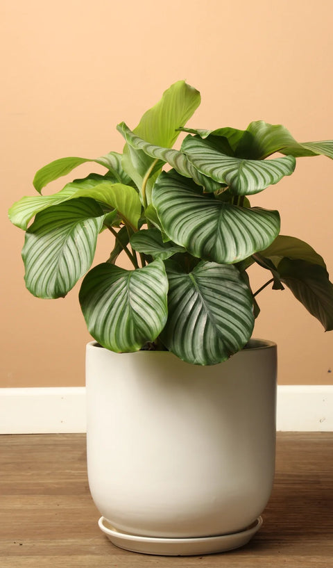 Calathea Orbifolia