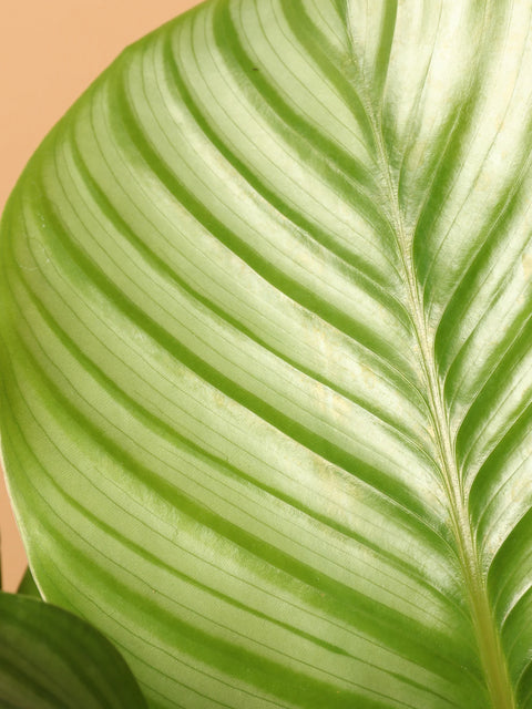Calathea Orbifolia