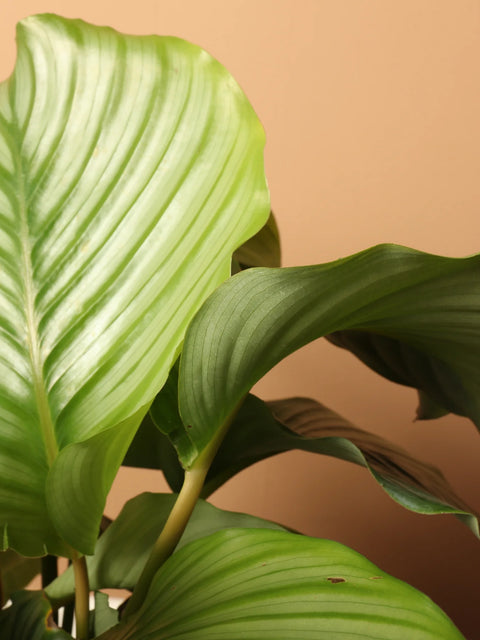 Calathea Orbifolia