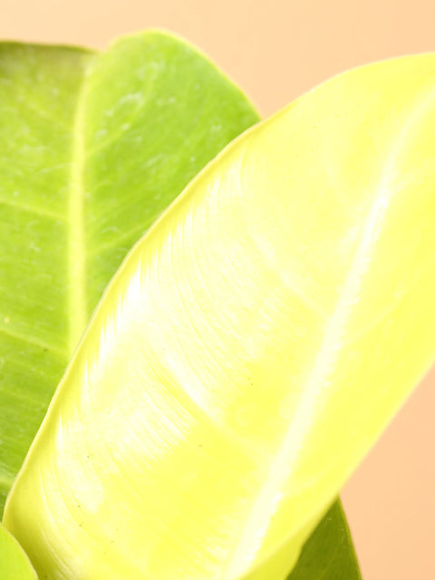 Philodendron Lemon Lime (Upright)