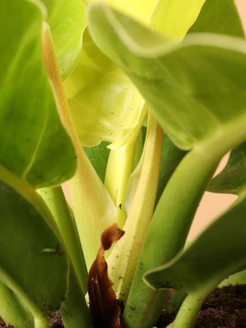 Philodendron Lemon Lime (Upright)