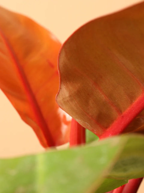 Philodendron Prince of Orange