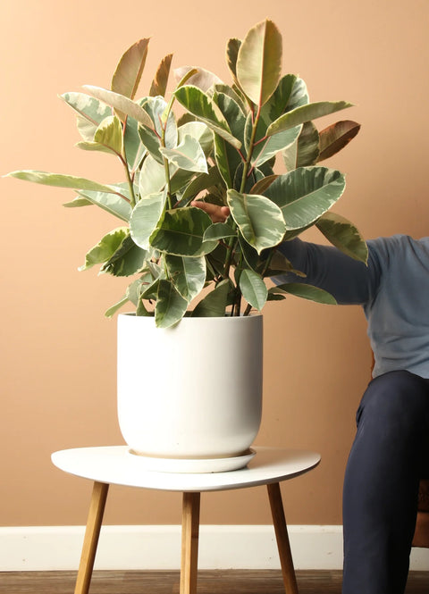 Ficus Elastica Tineke