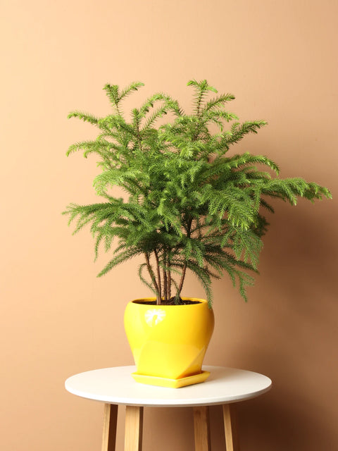 Norfolk Pine