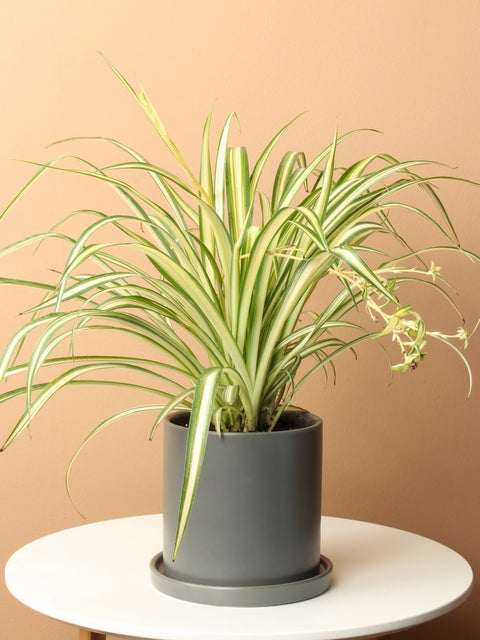 Chlorophytum Spider Plant - Variegated