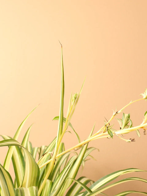 Chlorophytum Spider Plant - Variegated