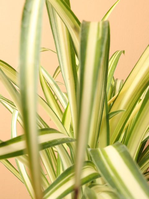 Chlorophytum Spider Plant - Variegated