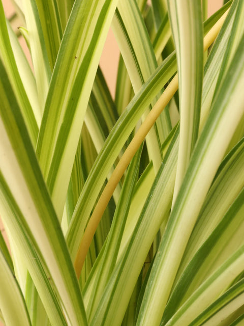 Chlorophytum Spider Plant - Variegated