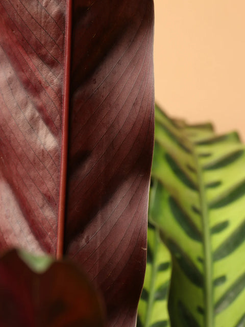 Calathea Rattlesnake