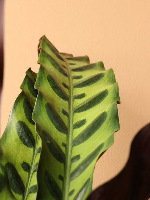 Calathea Rattlesnake