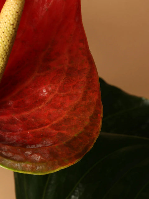 Anthurium Red