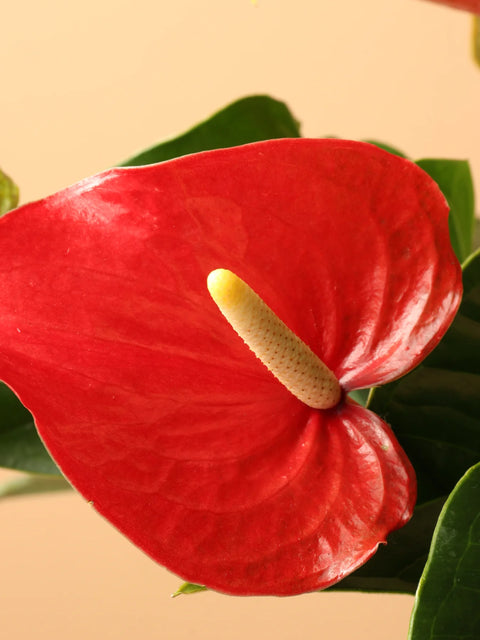 Anthurium Red