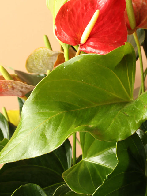 Anthurium Red