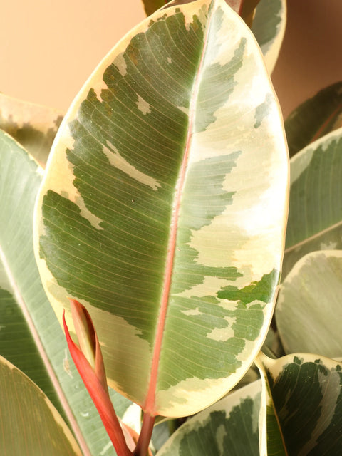 Ficus Elastica Tineke