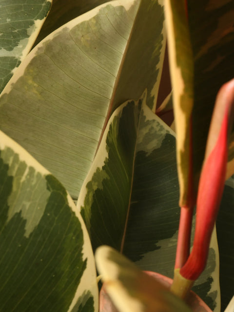 Ficus Elastica Tineke