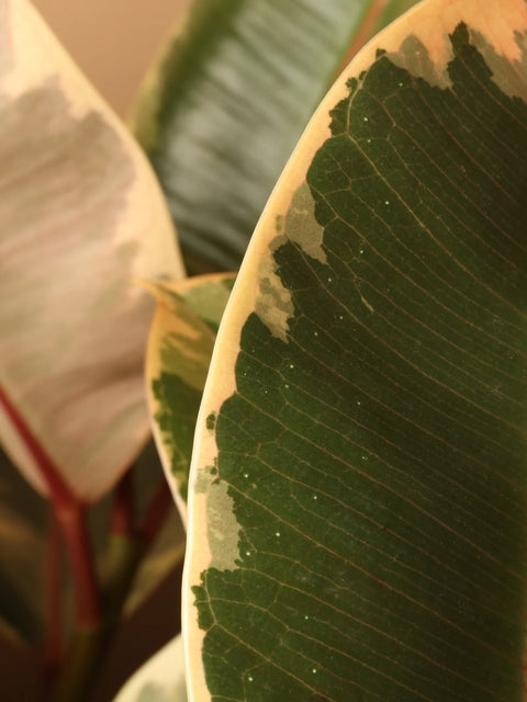 Ficus Elastica Tineke