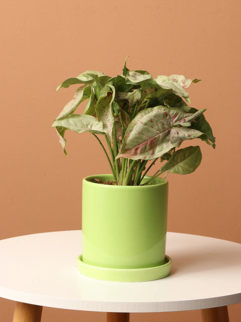 Syngonium Pink