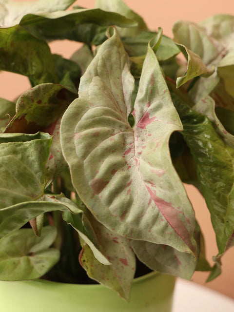 Syngonium Pink