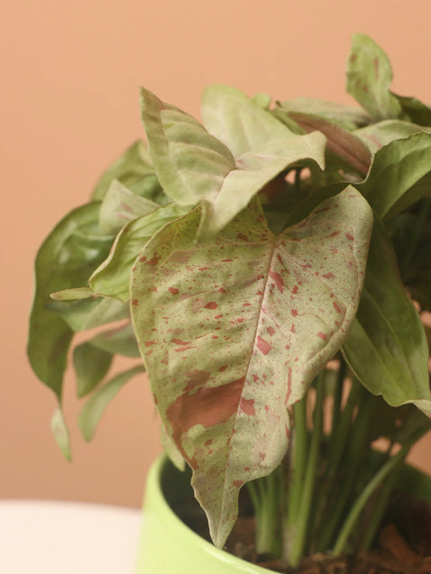 Syngonium Pink