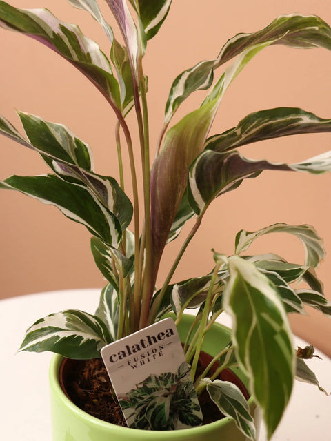 Calathea Lietzei - White Fusion
