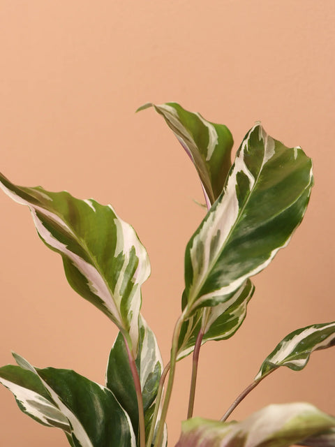 Calathea Lietzei - White Fusion