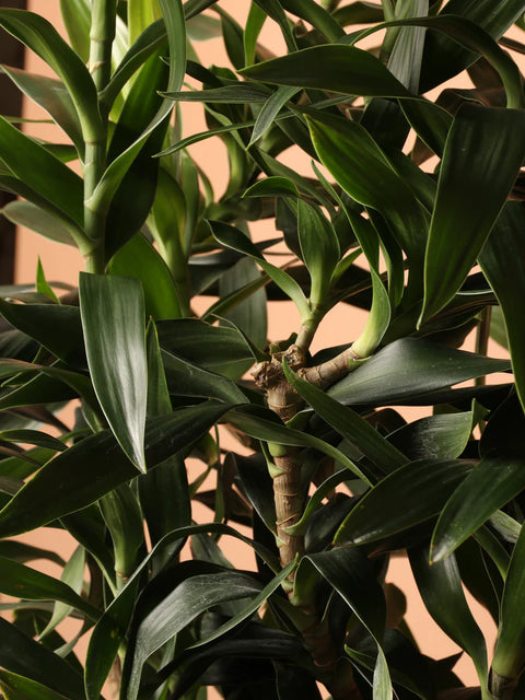 Dracaena Reflexa