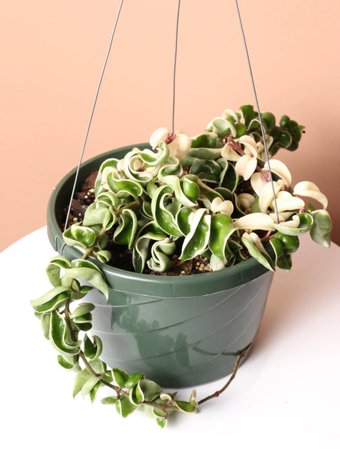 Hoya Carnosa Compacta - Hindu Rope