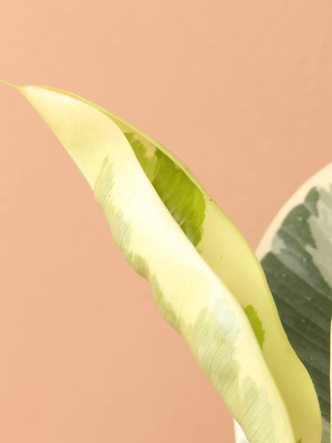 Ficus Elastica Tineke